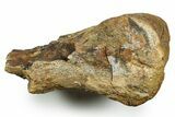 Triceratops Metatarsal Bone Section - Wyoming #371507-3